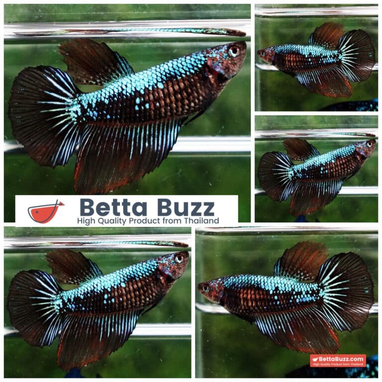 Female Betta fish Warriors Samurai HM