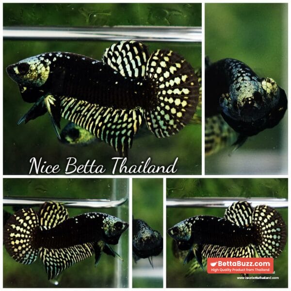 Wild Betta Fish Hybrid Gold Green Alien Samurai (Ultra Rare) - Image 10