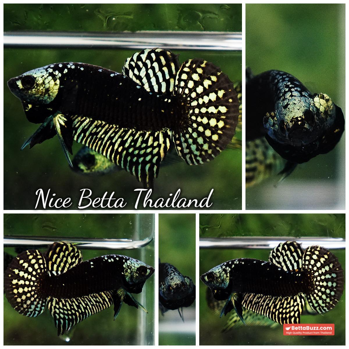 Wild Betta Fish Hybrid Gold Green Alien Samurai (Ultra Rare) - Image 10