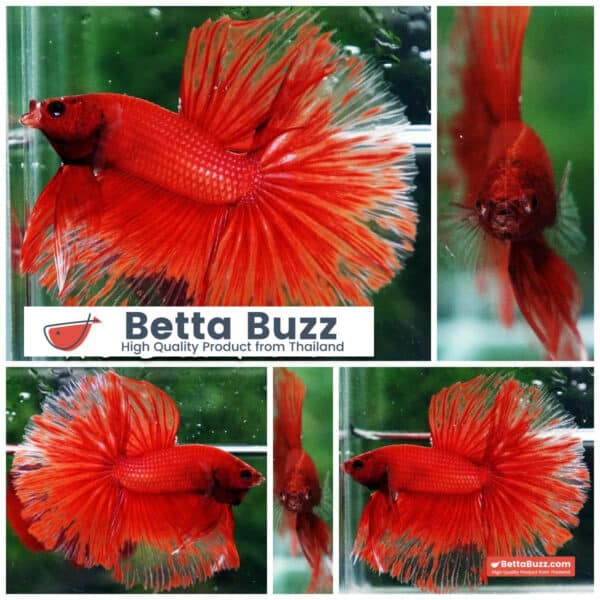 Betta Fish Red Blood Phoenix HM