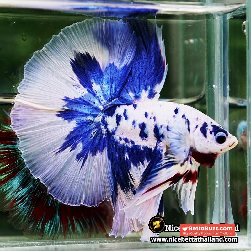 Betta Fish Prince of Blue Marble Dot Hawk OHM - Image 2