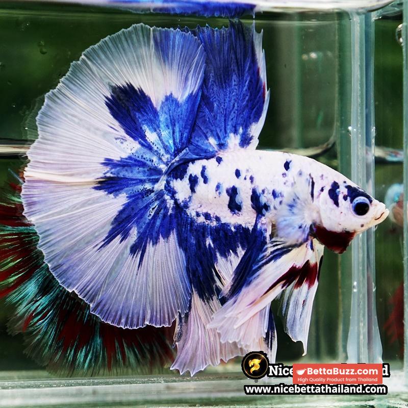 Betta Fish Prince of Blue Marble Dot Hawk OHM - Image 4