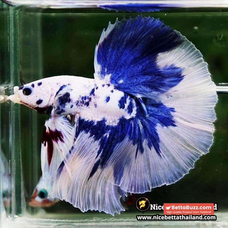 Betta Fish Prince of Blue Marble Dot Hawk OHM - Image 5