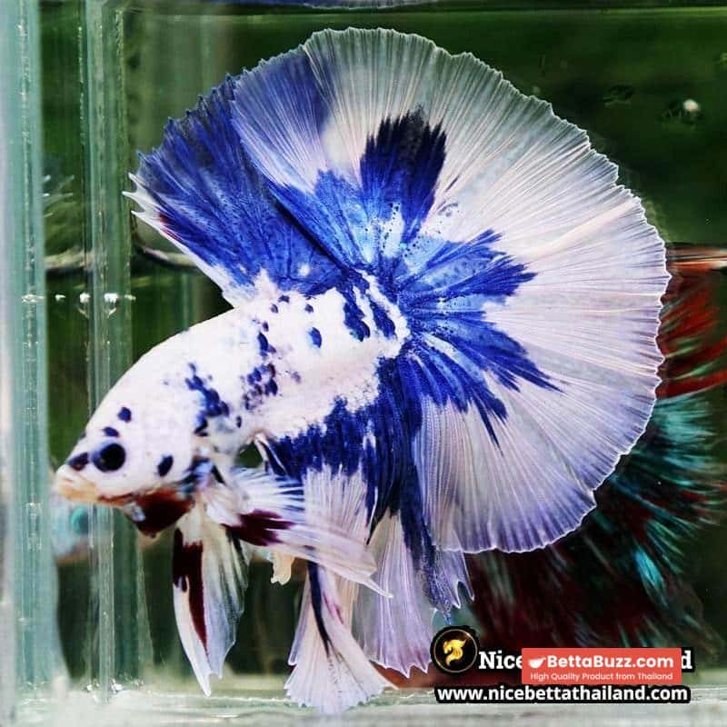 Betta Fish Prince of Blue Marble Dot Hawk OHM - Image 3