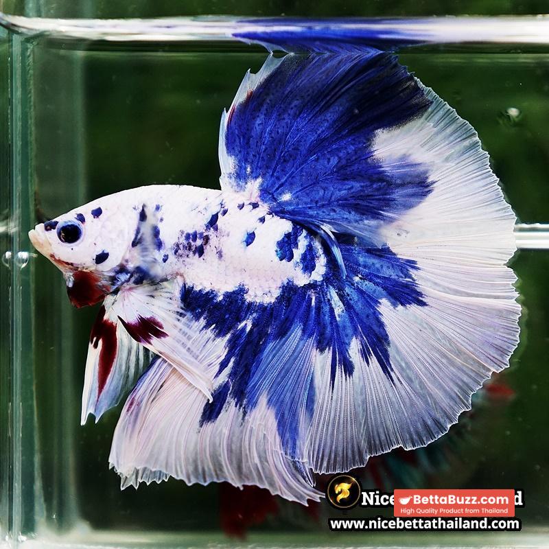 Betta Fish Prince of Blue Marble Dot Hawk OHM - Image 7