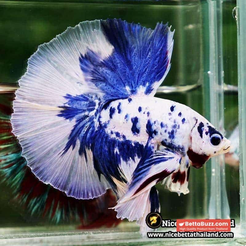 Betta Fish Prince of Blue Marble Dot Hawk OHM - Image 6