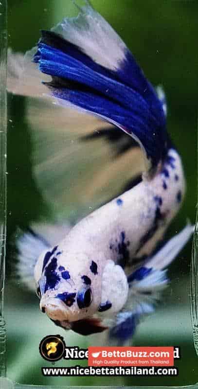 Betta Fish Prince of Blue Marble Dot Hawk OHM - Image 8