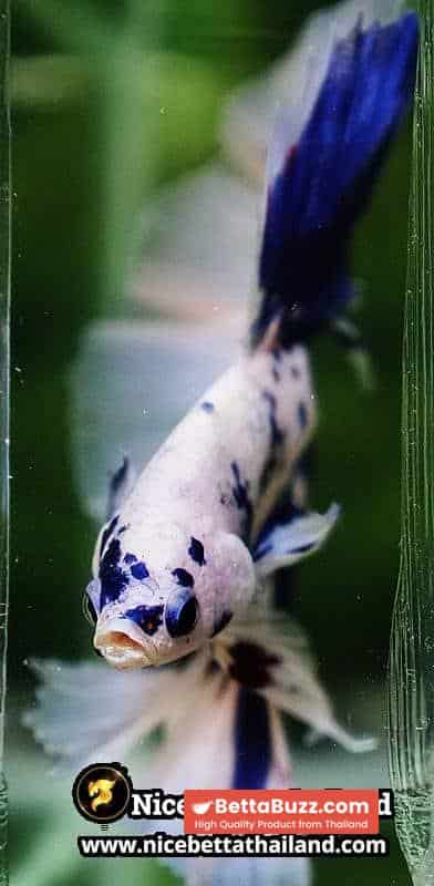 Betta Fish Prince of Blue Marble Dot Hawk OHM - Image 9