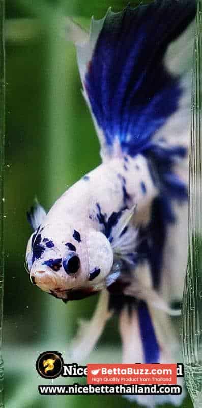 Betta Fish Prince of Blue Marble Dot Hawk OHM - Image 10