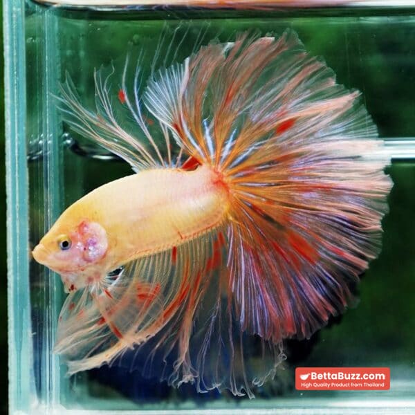 Betta fish Vanda Sky Hawk OHM - Image 2