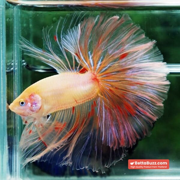 Betta fish Vanda Sky Hawk OHM - Image 4