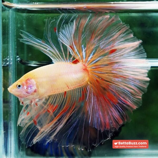 Betta fish Vanda Sky Hawk OHM - Image 6