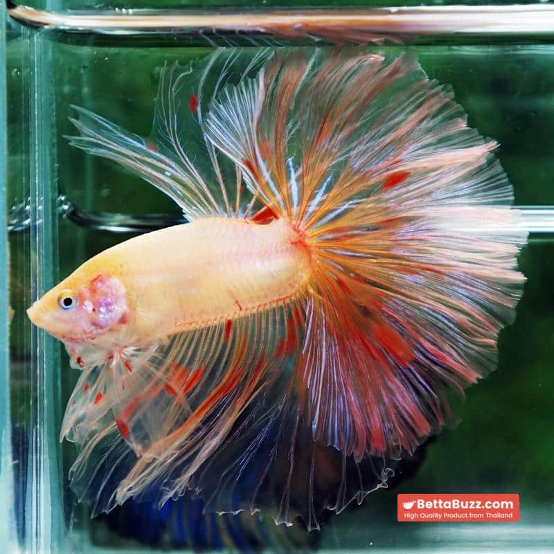 Betta fish Vanda Sky Hawk OHM - Image 6