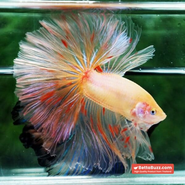 Betta fish Vanda Sky Hawk OHM - Image 3