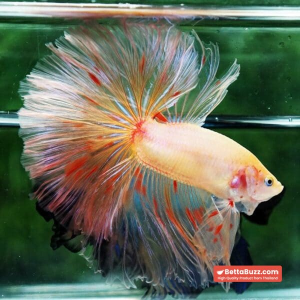 Betta fish Vanda Sky Hawk OHM - Image 5