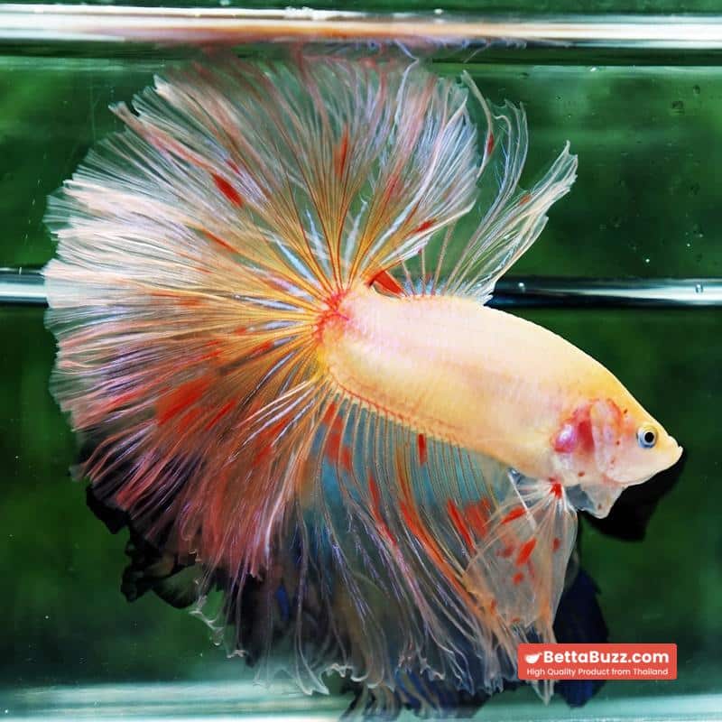 Betta fish Vanda Sky Hawk OHM - Image 5