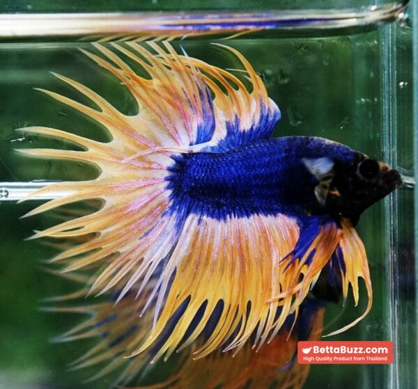 Betta fish CT Grizzle Blue Mustard - Image 3