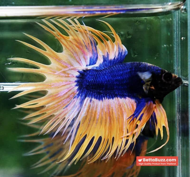 Betta fish CT Grizzle Blue Mustard - Image 3