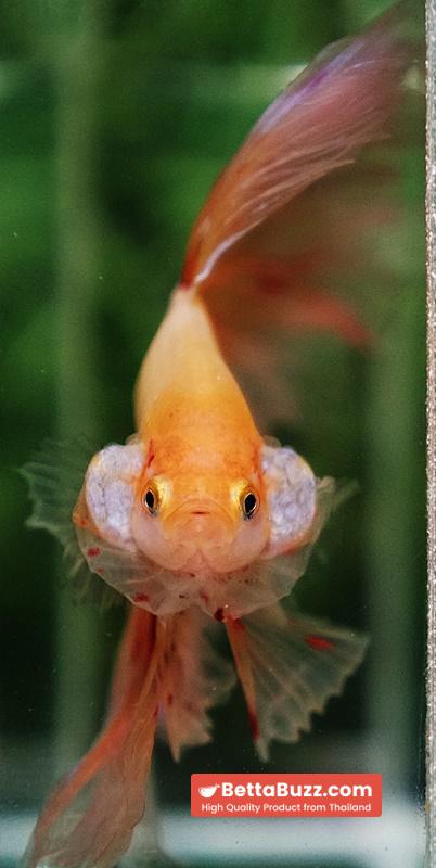 Betta fish Vanda Sky Hawk OHM - Image 7