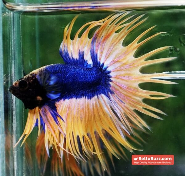 Betta fish CT Grizzle Blue Mustard - Image 2