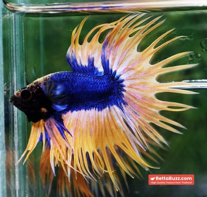 Betta fish CT Grizzle Blue Mustard