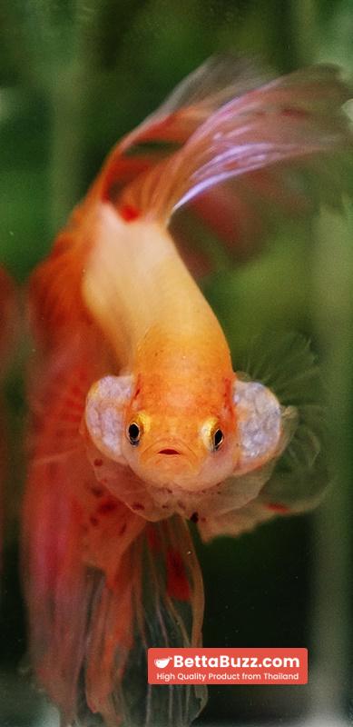 Betta fish Vanda Sky Hawk OHM - Image 8