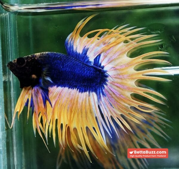 Betta fish CT Grizzle Blue Mustard - Image 4