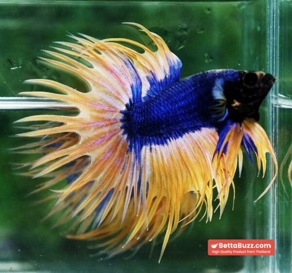 Betta fish CT Grizzle Blue Mustard - Image 5