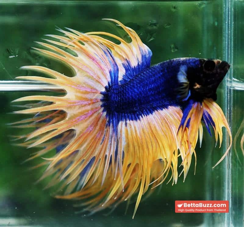 Betta fish CT Grizzle Blue Mustard - Image 5