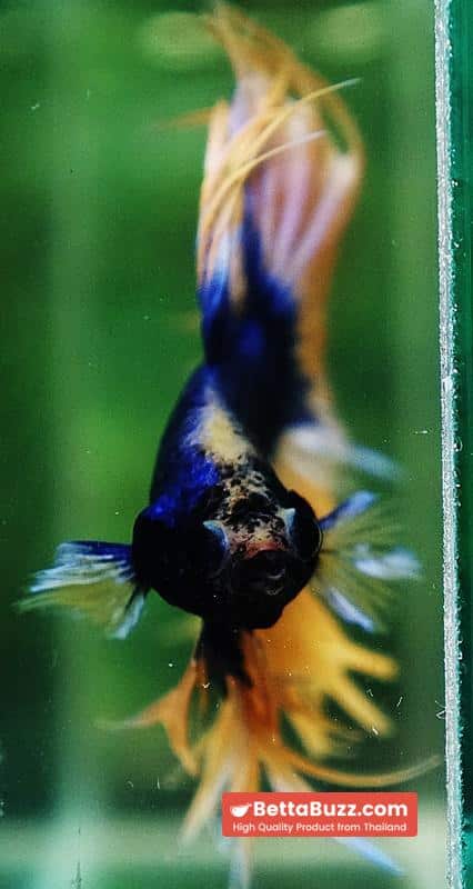 Betta fish CT Grizzle Blue Mustard - Image 6