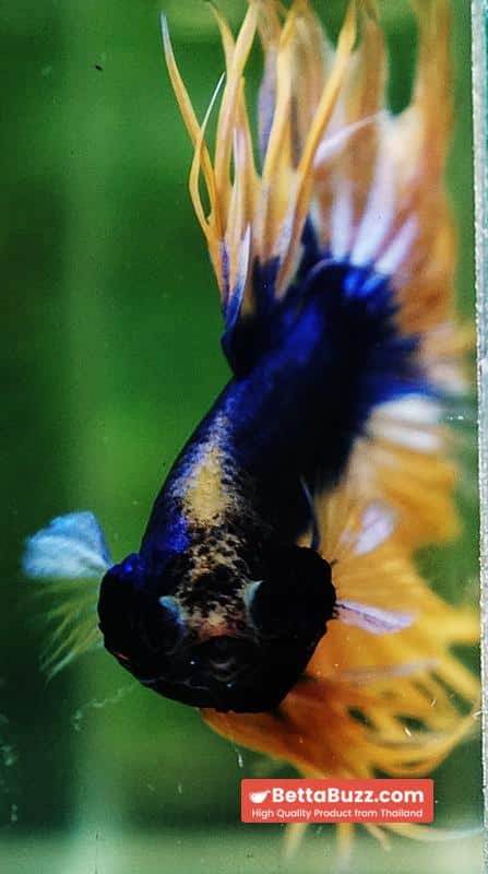 Betta fish CT Grizzle Blue Mustard - Image 7
