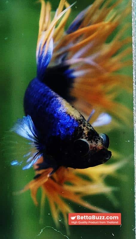 Betta fish CT Grizzle Blue Mustard - Image 8