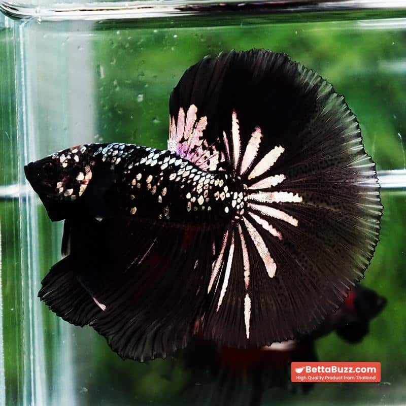 Betta fish King Black Hole Copper Galaxy OHM (Rare) - Image 6