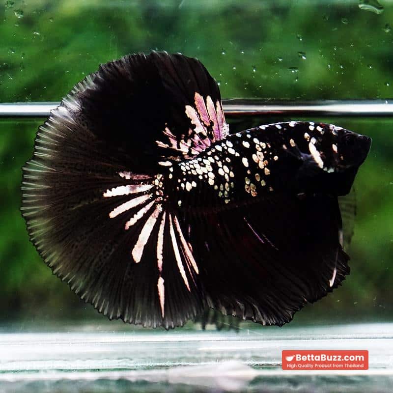 Betta fish King Black Hole Copper Galaxy OHM (Rare) - Image 3