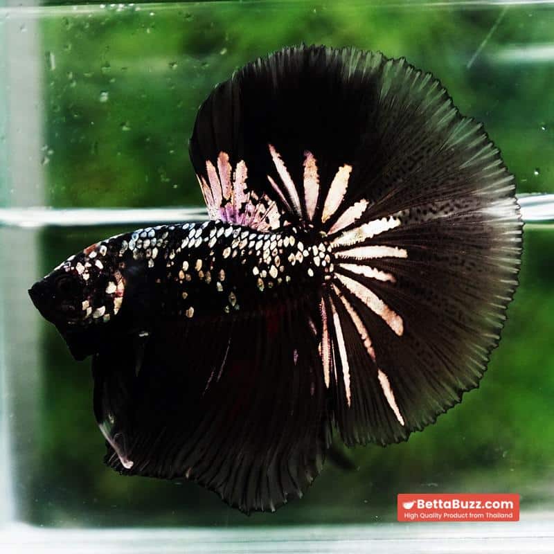 Betta fish King Black Hole Copper Galaxy OHM (Rare) - Image 2
