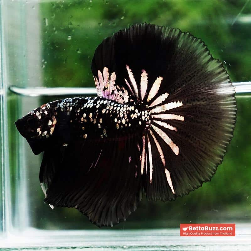 Betta fish King Black Hole Copper Galaxy OHM (Rare) - Image 7