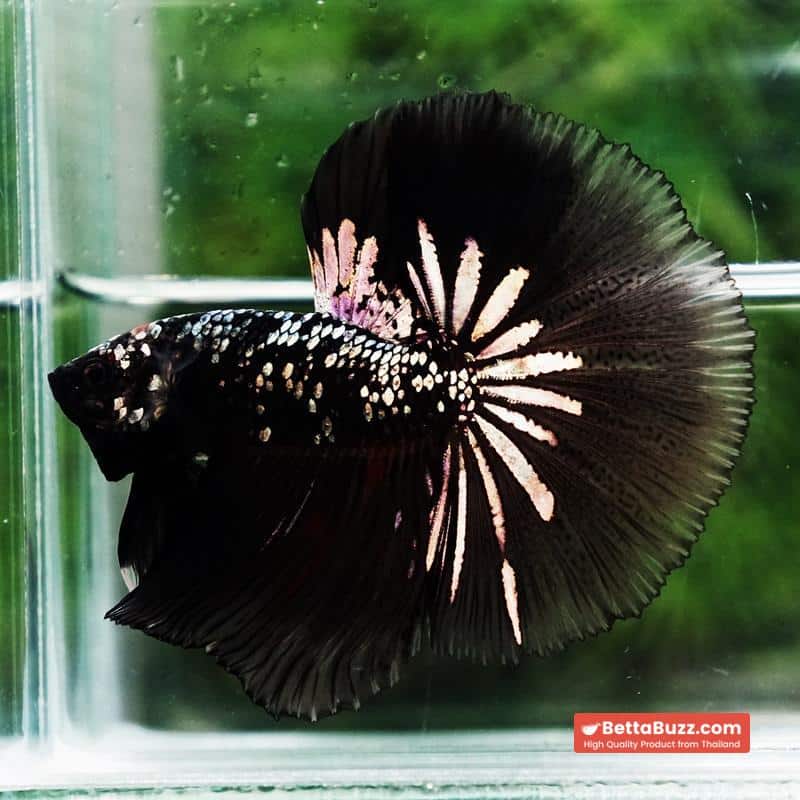 Betta fish King Black Hole Copper Galaxy OHM (Rare) - Image 4