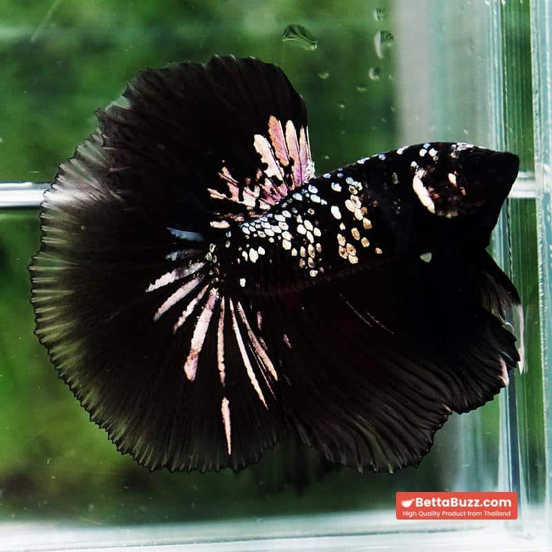 Betta fish King Black Hole Copper Galaxy OHM (Rare) - Image 5