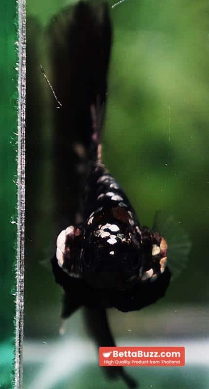 Betta fish King Black Hole Copper Galaxy OHM (Rare) - Image 8