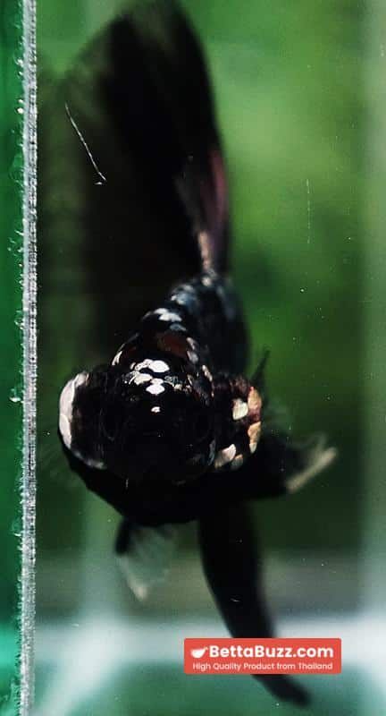 Betta fish King Black Hole Copper Galaxy OHM (Rare) - Image 9