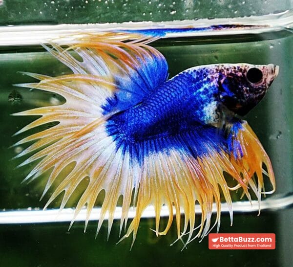 Betta fish CT Strong Yellow Blue Grizzle - Image 3