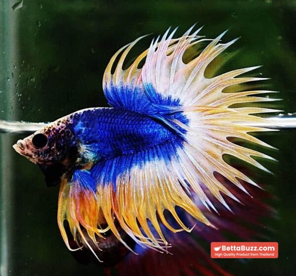 Betta fish CT Strong Yellow Blue Grizzle - Image 6