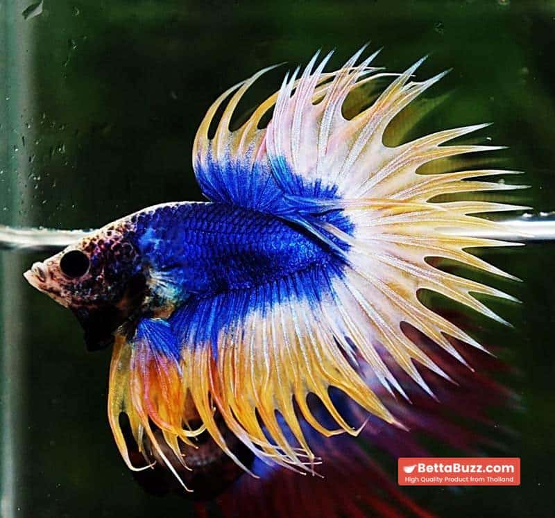 Betta fish CT Strong Yellow Blue Grizzle - Image 6