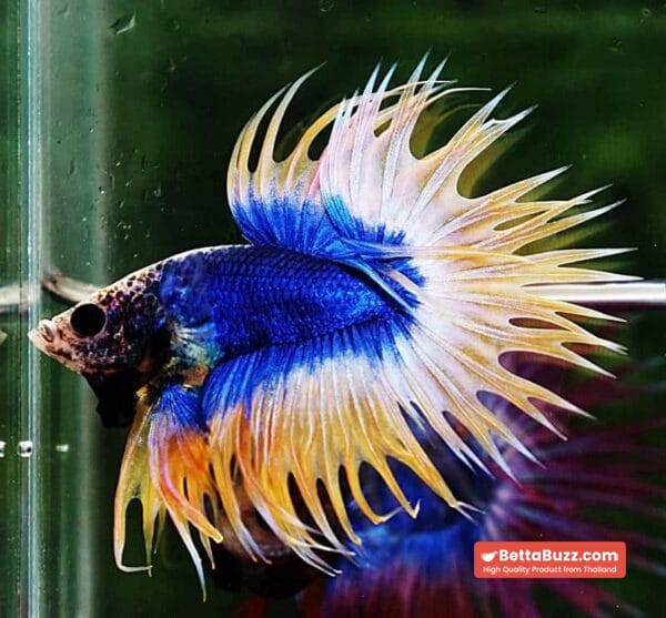 Betta fish CT Strong Yellow Blue Grizzle - Image 4