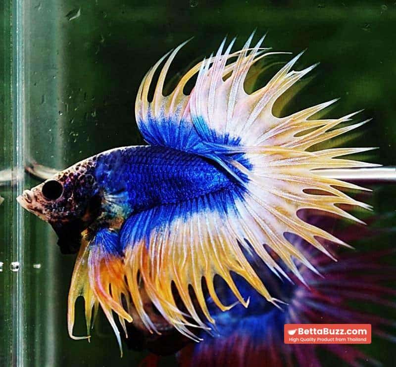 Betta fish CT Strong Yellow Blue Grizzle - Image 4