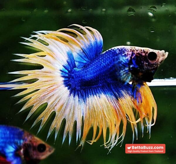 Betta fish CT Strong Yellow Blue Grizzle - Image 5