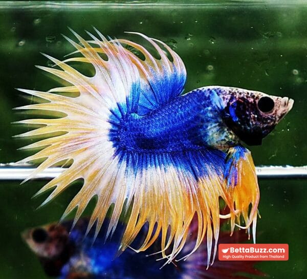 Betta fish CT Strong Yellow Blue Grizzle - Image 7