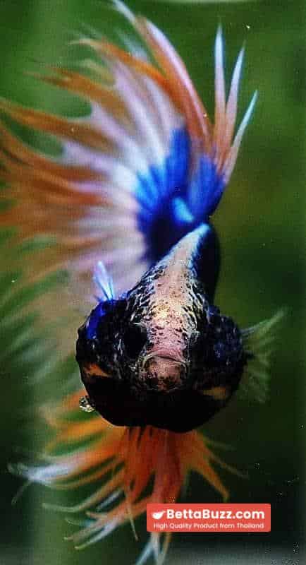 Betta fish CT Strong Yellow Blue Grizzle - Image 8