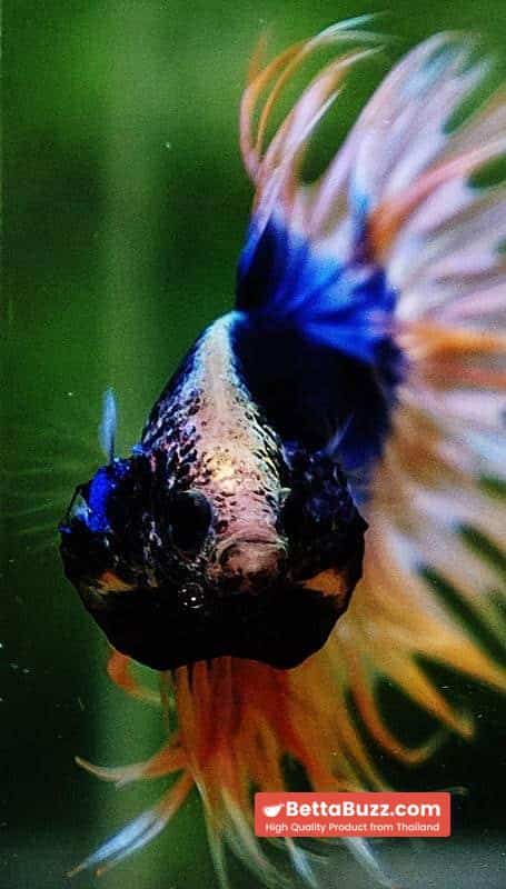 Betta fish CT Strong Yellow Blue Grizzle - Image 9