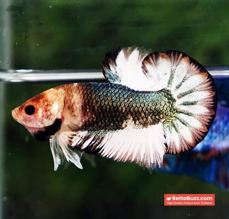 Betta fish Angle Copper Iron Armor (OHMPK) - Image 5